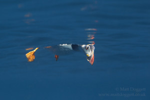 Peekaboo puffin, Fratercula arctica, North Rona, Scotland