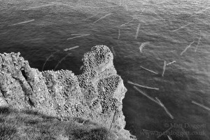 Northern gannets, Morus bassanus, Bempton Cliffs, Yorkshire